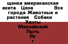 щенки американская акита › Цена ­ 30 000 - Все города Животные и растения » Собаки   . Ханты-Мансийский,Пыть-Ях г.